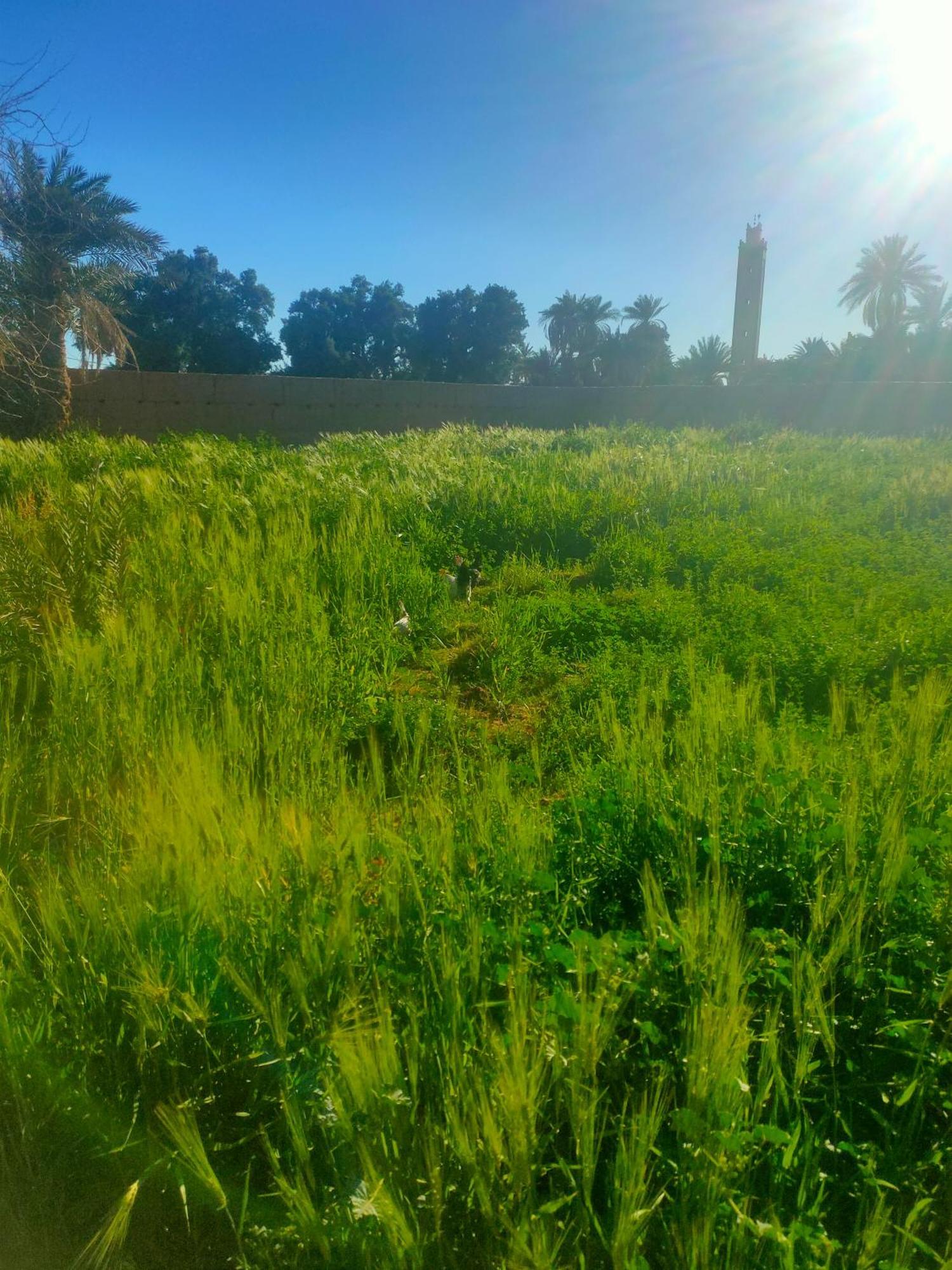 La Maison-Berbere Mhamid Bagian luar foto